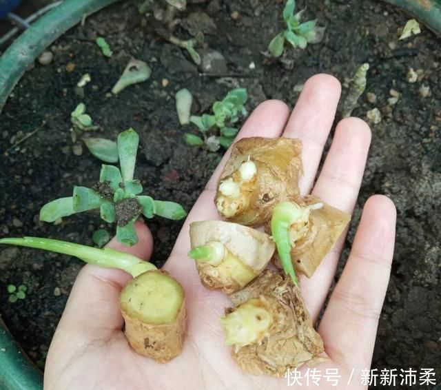 一个芋头芽,埋在花盆里,10天长成大盆景,比龟背竹还漂亮