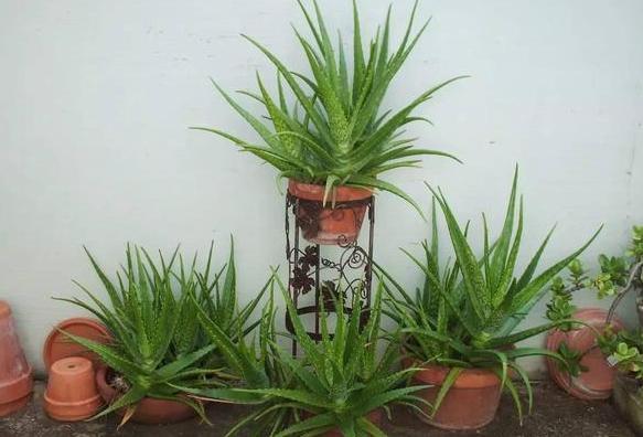 盆栽养花小技巧碰到难题别退缩,学会4招就可轻松解决掉