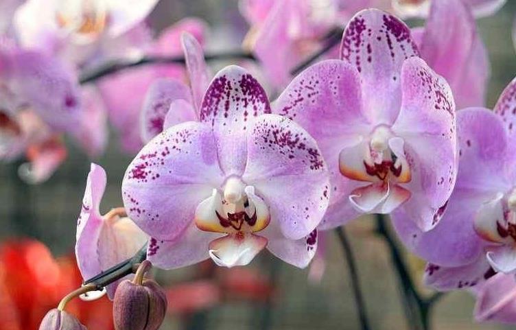 年宵花蝴蝶兰到手后怎么养?做好这6点,赏花无忧