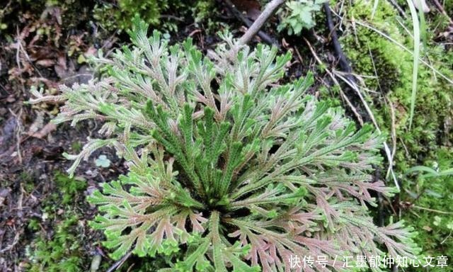  九死还魂草|石缝里看到“它”，别去踩，挖2棵种花盆上，1年成“盆景”，美！