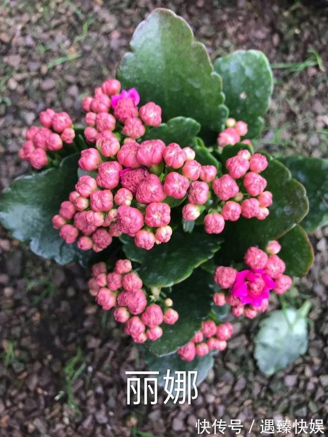 长寿花17个品种,个个都是爆花机器,谁见了都夸!