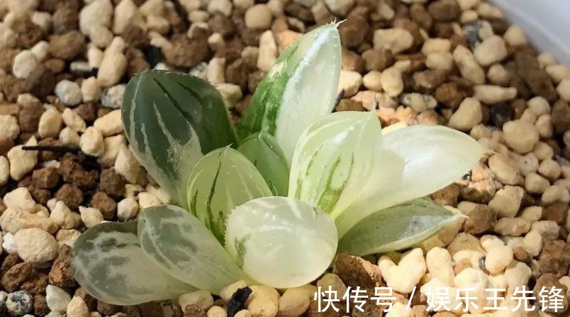 徒长|多肉玉露徒长叶子松散?多注意这4点,株型紧凑更具美感