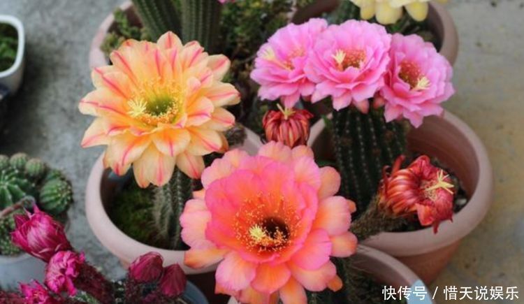 世界第一|4种花，堪称“花草之王”，特别耐旱，1个月不浇水，开出漂亮花朵