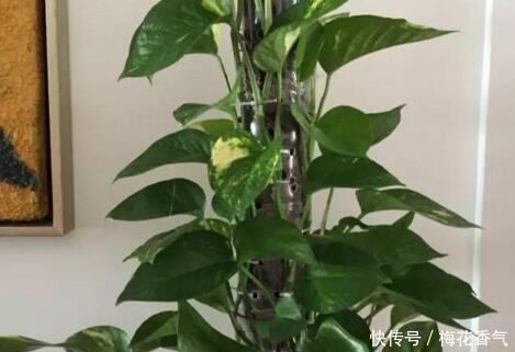 想把绿萝养成“树”请塑料瓶来帮忙，一分钱不花，养成大叶萝！