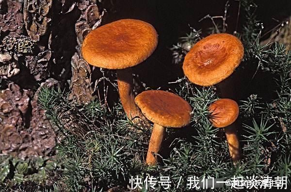 营养|山间这种野味，被誉为“最佳保健品”简单一炒就出锅，好吃又营养
