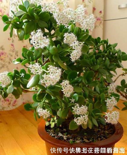 天冷|天冷了,15种漂亮花喜欢“大太阳”,多晒长得壮,花更多