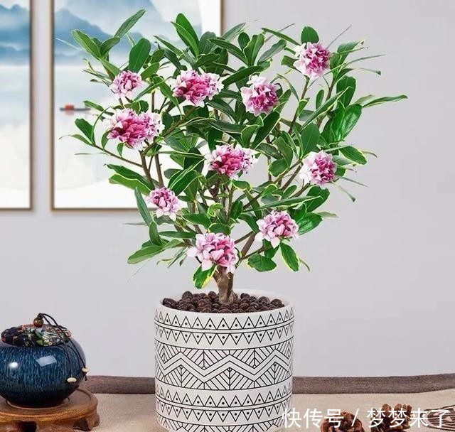 冬天家里气味难闻？就养这4种香味花，花香怡人，好看又好闻！