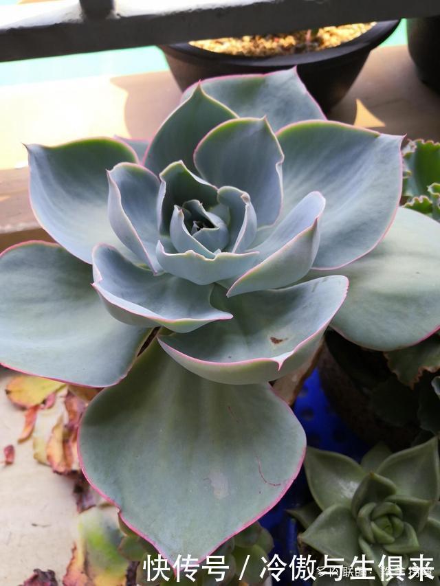 春天的包菜多肉有多美，梅雨季就有多像菜