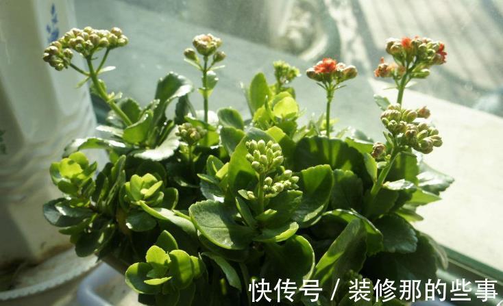 休眠期|夏季长寿花要休眠，但出现这些情况，一忽视就只能收获空盆