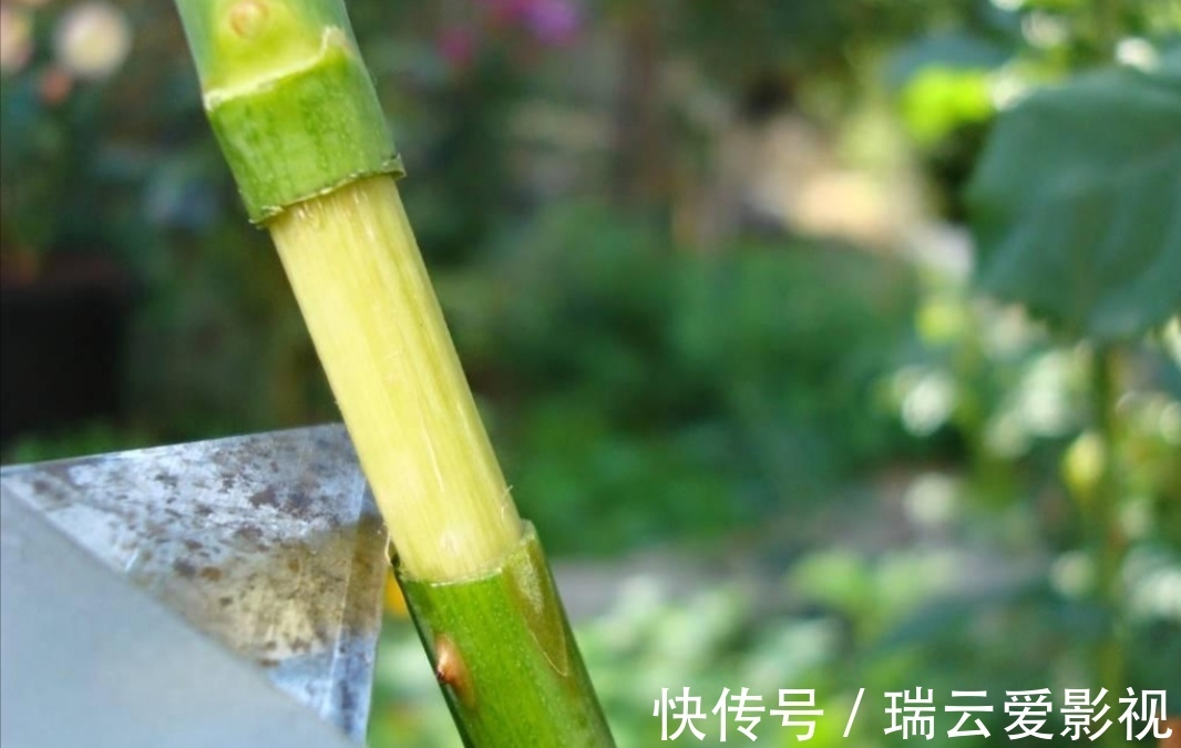 月季别再扦插了,用另1种方法繁殖,更容易成活