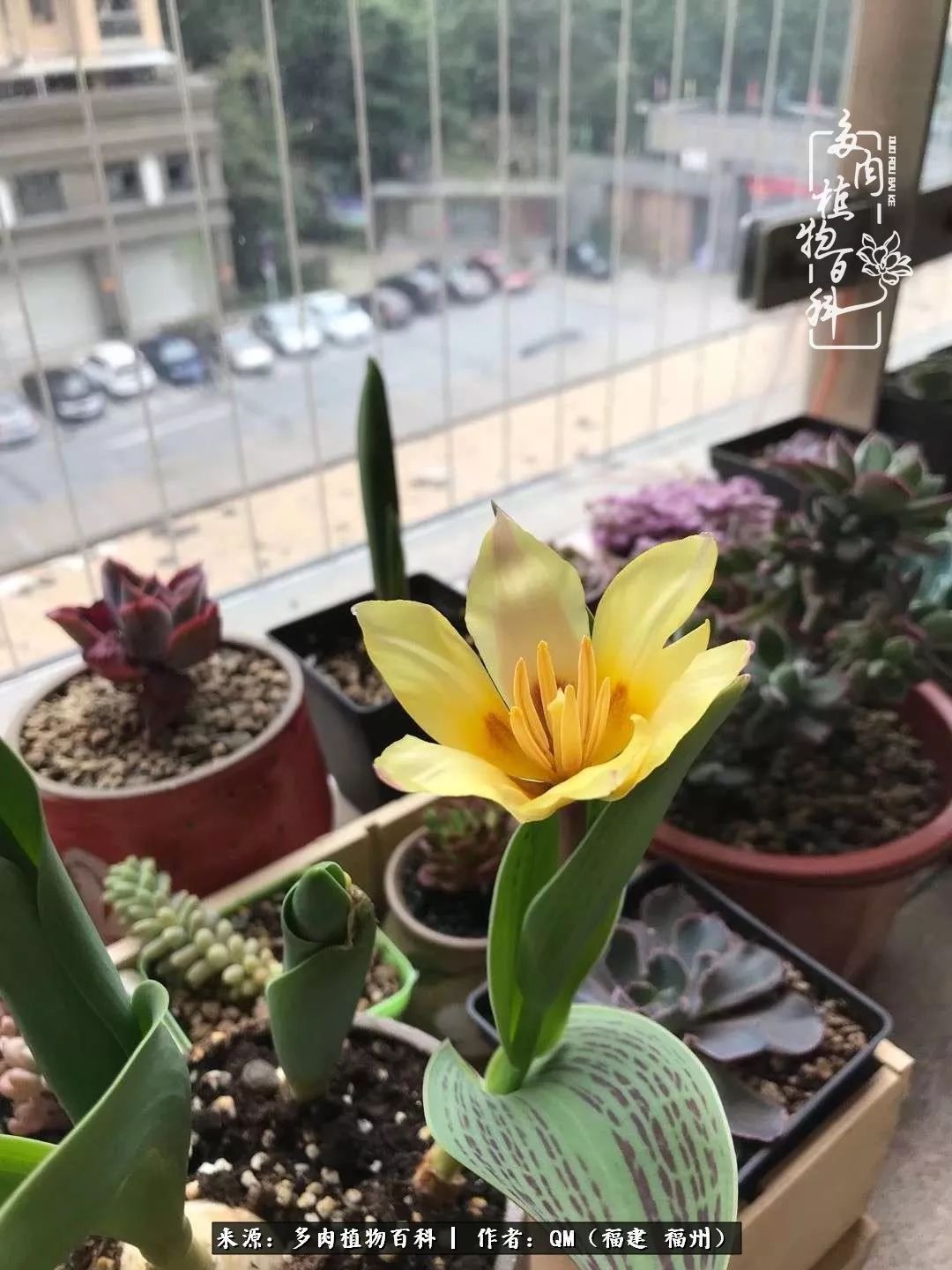 寒山转苍翠,秋水日潺湲——多肉未央,睹物思人!