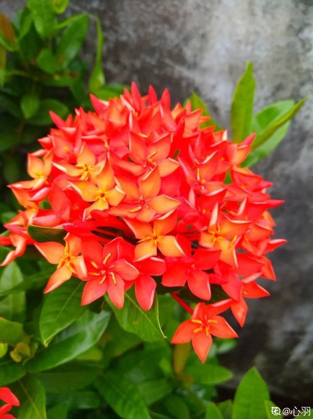 想要家里四季花开,这20种花,连续能开300天,完全不歇气