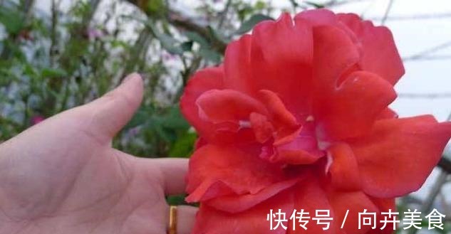 一年四季,这样给月季施肥,掐准时间好“吸收”,砰砰砰,开大花