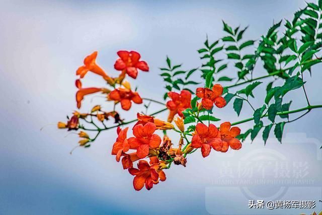 淡蓝天空下红艳绽放的凌霄花,绚丽妩媚,烂漫多姿的花朵开满枝头