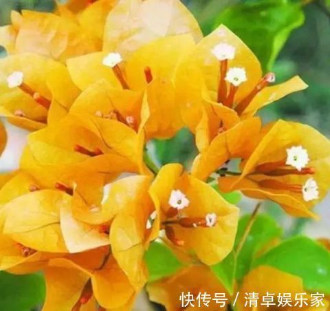 开花勤快，好养好看少病害，这两种“开花机器”，谁养谁爱！