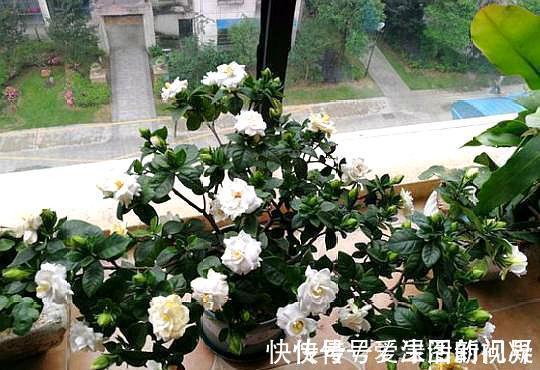 秋季|养栀子花,记住“8个字”,永远不黄叶,叶片油绿,枝头窜满花苞