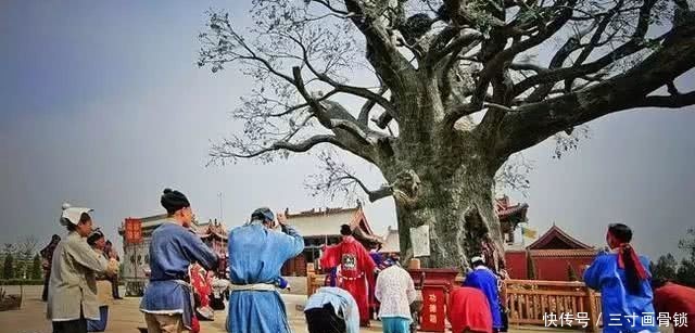 举措|这棵树历经千年,因朱元璋的一个举措,后来变成了百姓心中的国宝!
