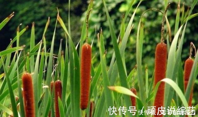 城里人|河边长出的“烤肠”,水下隐藏着美味,30元一斤,很多人不知能吃!