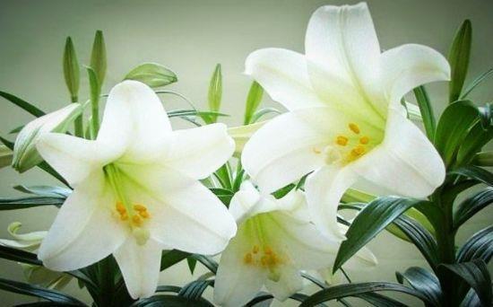 最适合新手养的4种花,好养漂亮花期长,开成百花园