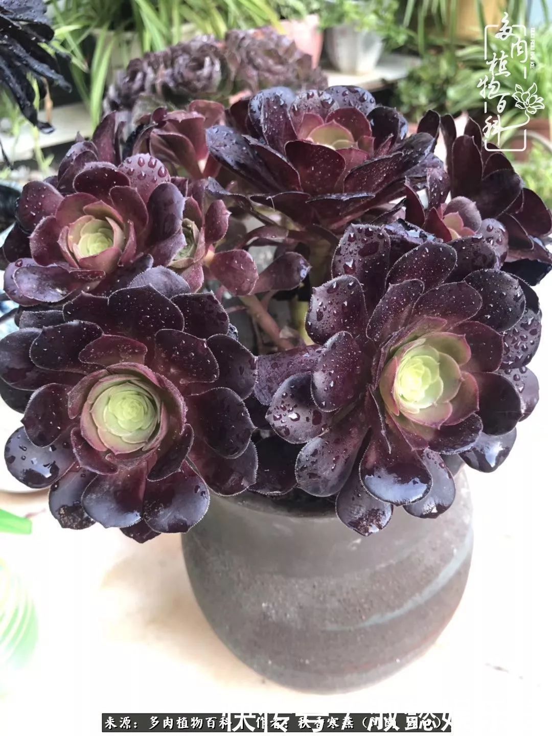 百科|多肉千万种,我独爱法师!爱它的霸气,更爱它的华丽蜕变!