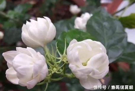 种花|家养这三种花最喜欢喝酸水,用好轻松花开爆满盆,好看又好养