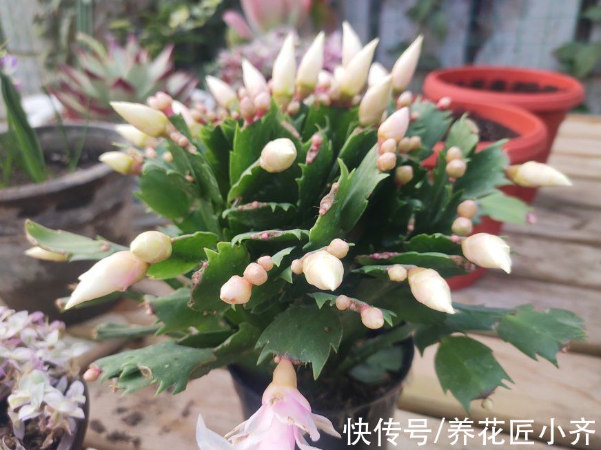 去年的蟹爪兰一个花苞没长，只需3步操作，花苞“蹭蹭冒”