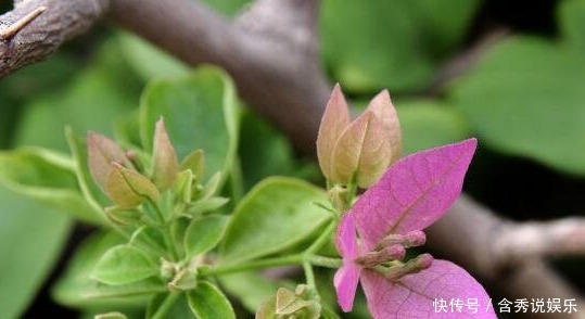开花期|三角梅只长叶子不开花老花友教你一招，一次能开大半年
