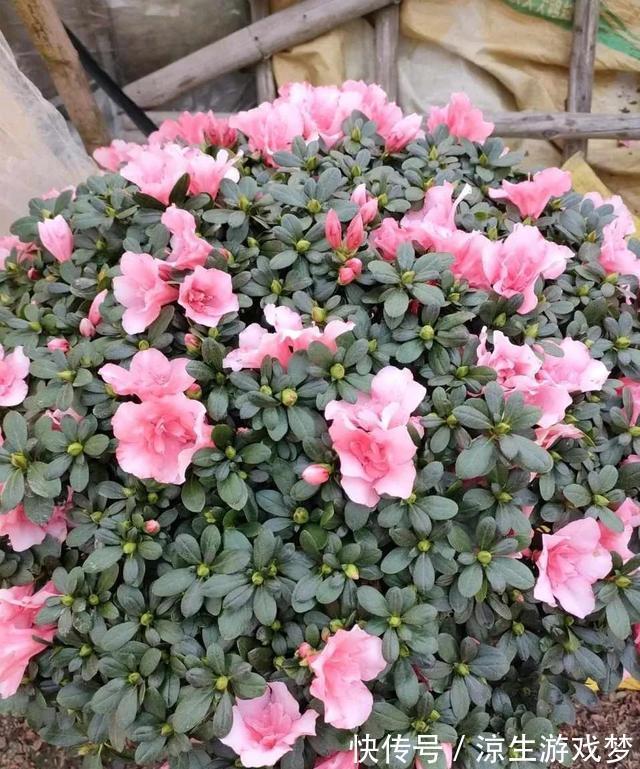 养护|杜鹃花有3怕,难怪会掉苞不开花,避开养护,花朵越开越多