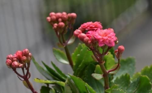 长寿花的叶子怎样才能养的跟手掌一样大？如下图？