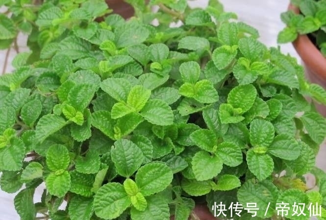 空气净化器|天然的空气净化器,小小的一颗植物,还能散发浓郁的清香