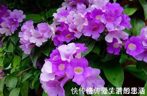 花卉|花色繁多，花型奇特美丽，花就养这几款，花大服盆快