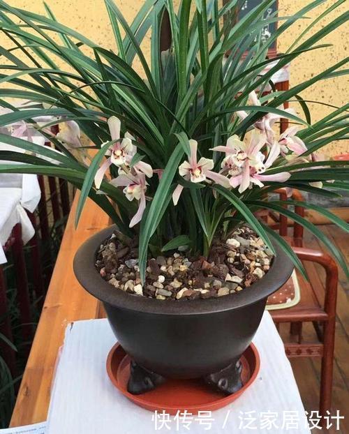 春天兰花苏醒后,掌握几个要点,生长进入“快车道”,清香小半年