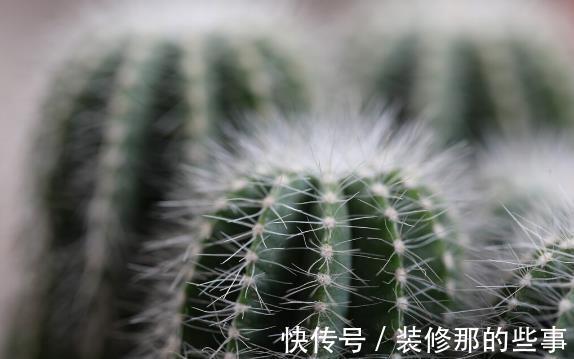 花草|有院不栽狼牙棒！5种花草植物都属于“狼牙棒”，你家栽种了吗？