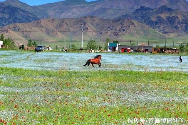 伊犁河谷:天山红花几月开?