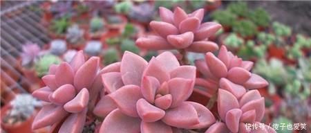 5种多肉,皮实又好养,独苗变老桩,长出状态美极了