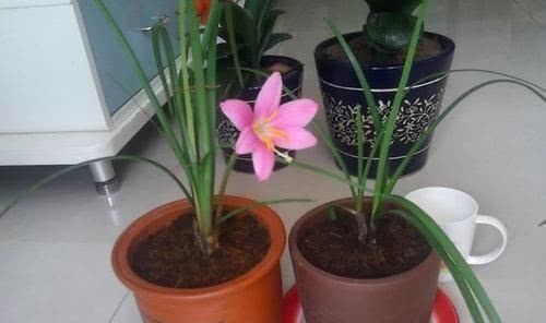 洋葱|7天给花“喝”一勺养花“杀菌水”,不黄叶、不长虫,新叶“噌噌”长