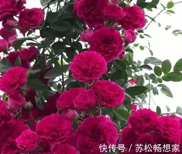 此花|少买2盆绿萝，此花也要养2棵，月月花朵开爆，好看又好闻！