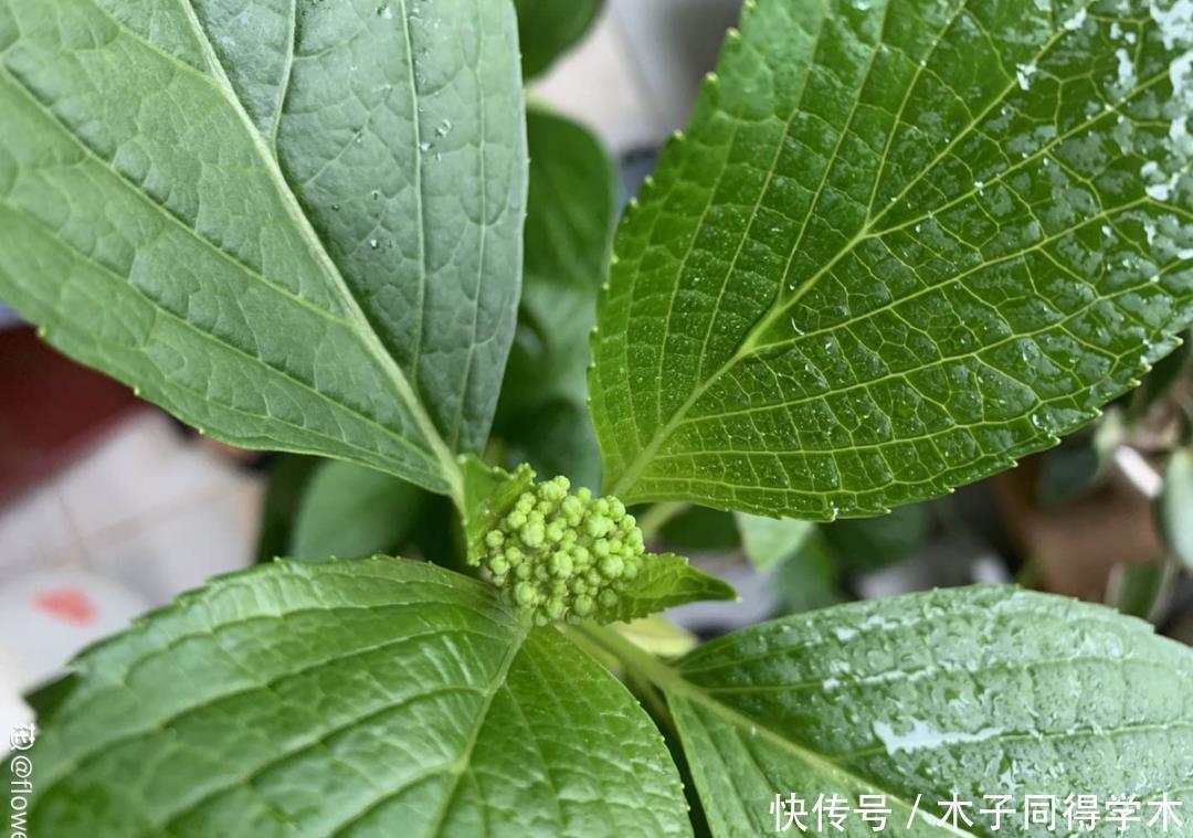 马上进入花期的花，10天一次肥，下个月就开花