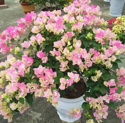 养好三角梅，学会“3个秘诀”，花团锦簇长得旺，年年开花不断！