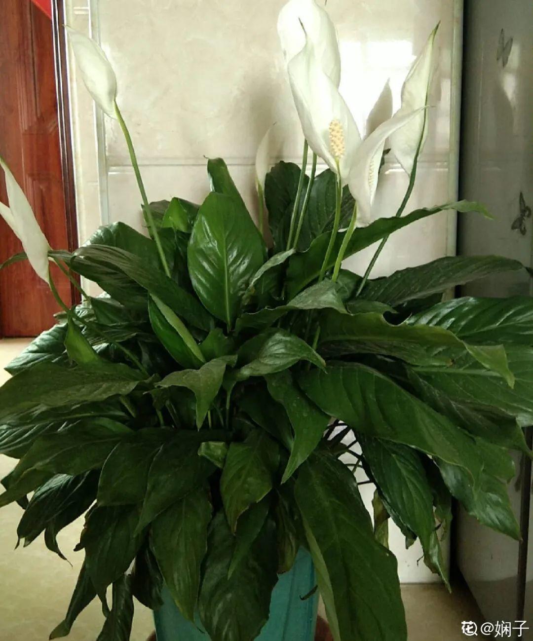 龟背竹是“吸废气”高手,家里放一盆,门窗紧闭也能空气清新!