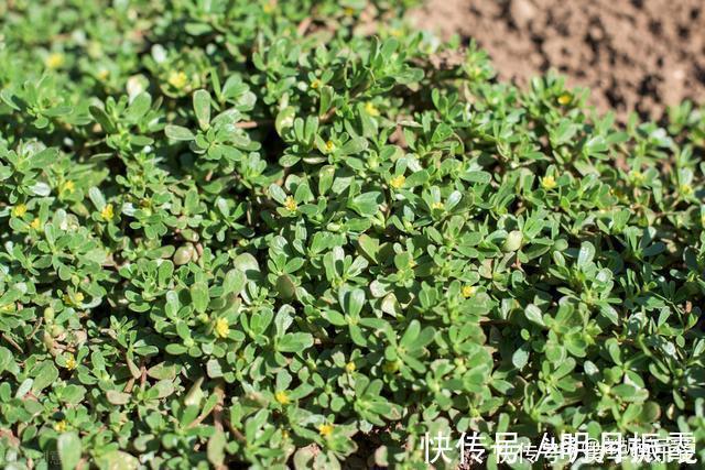 滇药录|本是野草，却被称为“天然青霉素”，怪不得许多人愿意吃呢