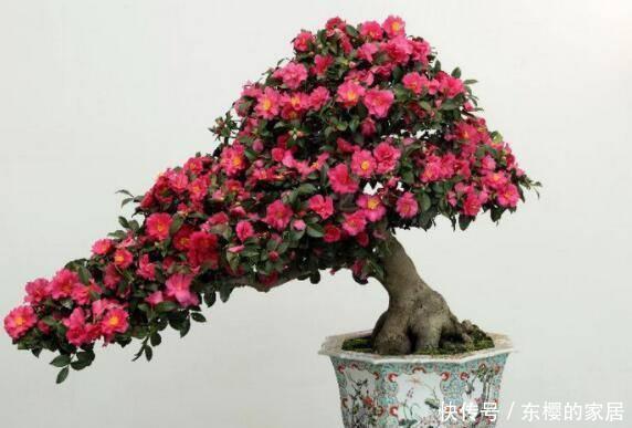 降成本养花,6种花1根枝变1盆,加点它,插多少活多少