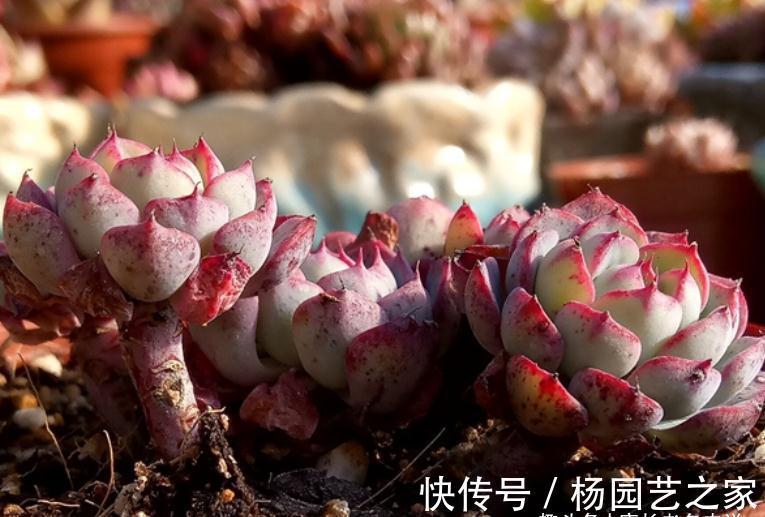 我说姬莲系多肉全都是“大美妞”，不服来看看这粉嫩可爱的劳埃德