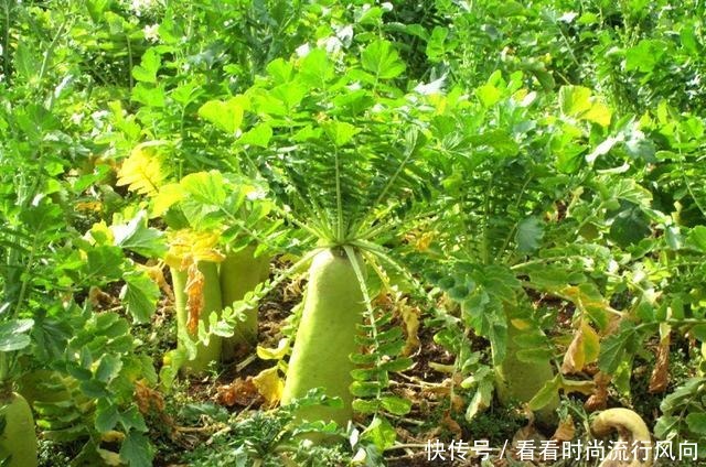 叶子比根好,含钙量是牛奶的3倍,味道也很好,值得一试!