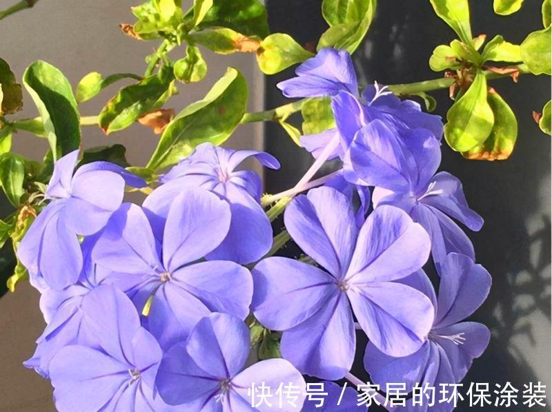 8种“漂亮花”特怕冷,秋天赶紧拿到屋里去,不然都冻死了