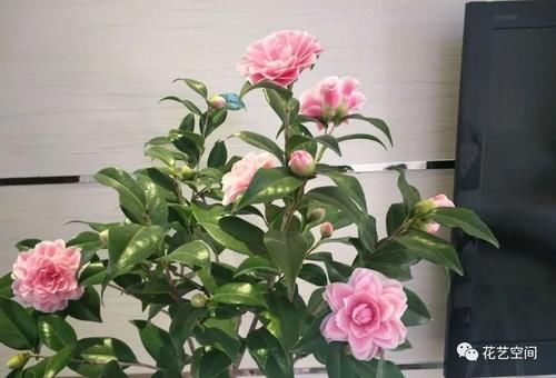 二月养茶花，“这3个坑别踩”，开春后叶绿花繁，赏心悦目！