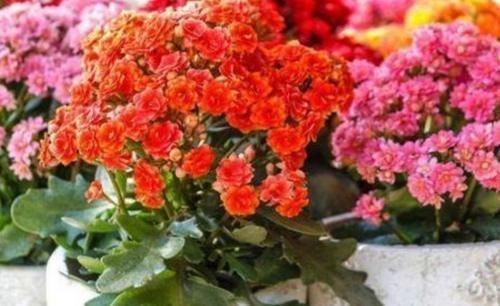 种花|家里养这2种花,开完花后剪一剪,很快就能再开花