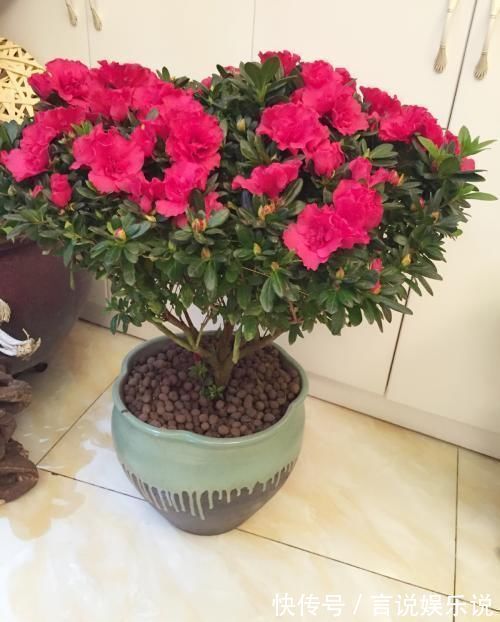 排水|养花不死，全靠盆土，用这个土养花，能活几十年
