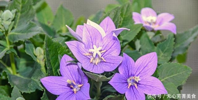 这4种花,漂亮好养、耐寒花期长,能做美食能入药,营养健康