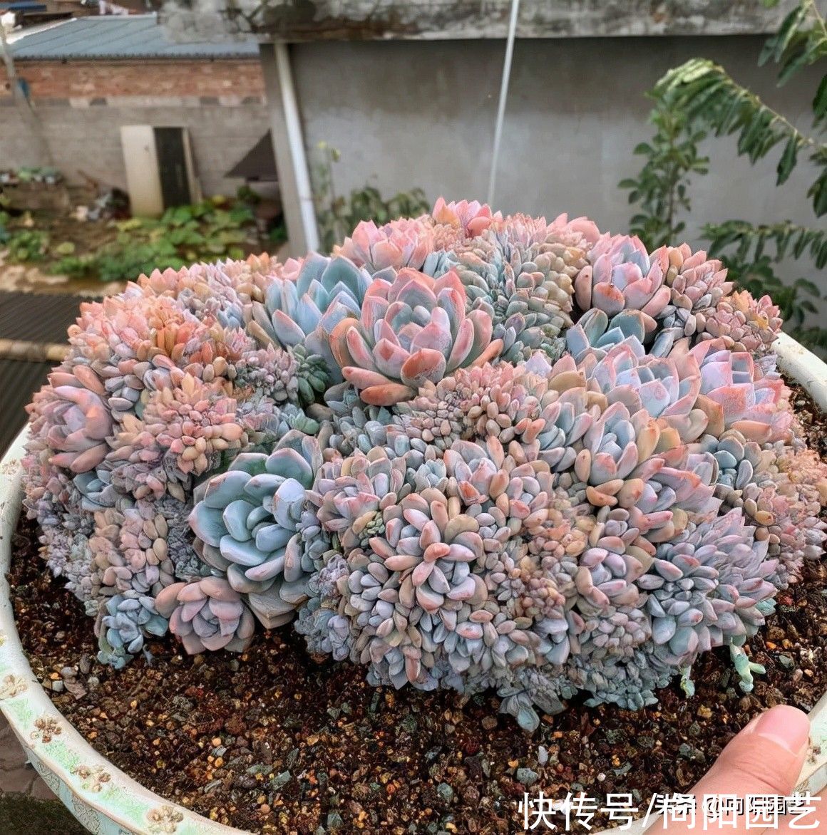 养多肉，露养用大盆，室内养用小盆，针对环境搭配花盆，不烂根